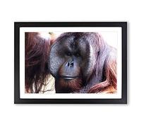 Orangutan Monkey (2) Framed Print | A2 Black Framed Wall Art | Ready to Hang | Modern Animal Picture | Living Room Bedroom Lounge Office