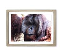 Orangutan Monkey (2) Framed Print | A2 Oak Framed Wall Art | Ready to Hang | Modern Animal Picture | Living Room Bedroom Lounge Office