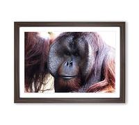 Orangutan Monkey (2) Framed Print | A2 Walnut Framed Wall Art | Ready to Hang | Modern Animal Picture | Living Room Bedroom Lounge Office