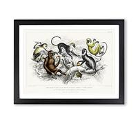 Orangutan & Monkeys By Oliver Goldsmith Vintage Framed Print | A2 Black Framed Wall Art | Ready to Hang | Classic Animal Picture | Living Room Bedroom Lounge Office