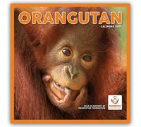 Orangutan - Orang-Utan 2025 - Wand-Kalender: Original Carousel-Kalender [Mehrsprachig] [Kalender]