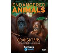 Orangutans: Endangered Animals