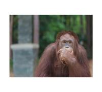 Orangutans Posting Thinking Pet Feeding Mat Dog Water Bowl Cat Food Place Mats Non Slip