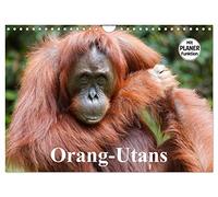 Orangutans UK-Version (Wall Calendar 2026 DIN A4 Landscape), CALVENDO 12 Month Wall Calendar