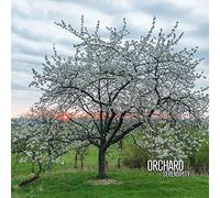 Orchard (Aidan Baker;Gaspar Claus;Franck Laurino;Maxime Tisserand) - Serendipity