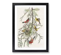 Orchard Oriole by John James Audubon Framed Print | A2 Black Framed Wall Art | Ready to Hang | Modern Nature Picture | Living Room Bedroom Lounge Office