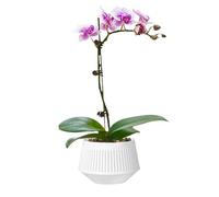 Orchard Replanting Pots - Orchids with Holes | Orchid Planter | PP Two Layers Breathable Orchid Planter | Root Control Planter for Phalaenopsis African Violet V
