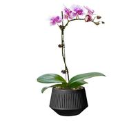 Orchard Replanting Pots - Orchids with Holes | Orchid Planter | PP Two Layers Breathable Orchid Planter | Root Control Planter for Phalaenopsis African Violet V
