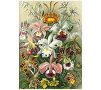 Orchid - Art Forms Of Nature, Vintage Art Poster, Ernst Haeckel - Premium 1000 pieces Puzzle - MyPuzzle special collection from Havana Puzzle Company