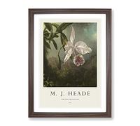 Orchid Blossoms By Martin Johnson Heade Exhibition Museum Painting Framed Print | A3 Walnut Framed Wall Art | Ready to Hang | Modern Floral Picture | Living Room Bedroom Lounge Office