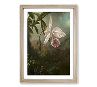 Orchid Blossoms by Martin Johnson Heade Framed Print | A2 Oak Framed Wall Art | Ready to Hang | Modern Floral Picture | Living Room Bedroom Lounge Office