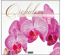Orchids 2023 - Dumont Wall Calendar - with the Most Important Holidays - Format 38.0 x 35.5 cm