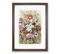 Orchids by Ernst Haeckel Framed Wall Art Print A2 Walnut