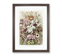 Orchids By Ernst Haeckel Vintage Framed Print | A2 Walnut Framed Wall Art | Ready to Hang | Classic Nature Picture | Living Room Bedroom Lounge Office