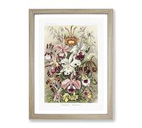 Orchids By Ernst Haeckel Vintage Framed Print | A4 Oak Framed Wall Art | Ready to Hang | Classic Nature Picture | Living Room Bedroom Lounge Office