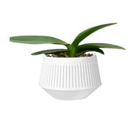 Orchids with Holes, Slot Orchid Pots | Orchid Container Double Layered,Root Control Planter for Phalaenopsis African Violet Live Plants