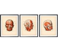 ORCOW Wall Art Posters, Facial Muscles Poster Anatomical Face Print Human Anatomy Art Medical Decor Botox Art Esthetician Gift Surgeon Gift Clinic Decor For Classroom - 50X70Cm