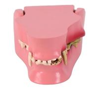 ordinarYone Canine Teeth Anatomy Model for Veterinary Teaching with Accurate Dentals Structures for Enhances Learning Efficiency