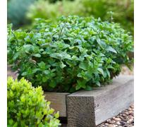 Oregano plug plants. 'Common'. Bushy, intensely aromatic perennial herb. Value Plug Plants x 5. Available from Bedwen Plants.