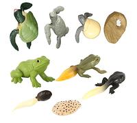 ORFOFE 2 Sets Animal Growth Stage Models Turtle and Frog Evolution Figurines for Educational Play Display