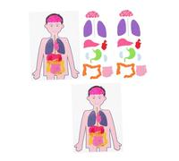 ORFOFE 2 Sets Creative Human Organs Model DIY Educational for Teaching Aids Human to Learn Body Organs Enhance Cognitive Skills Spatial Reasoning Motor Development