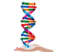 ORFOFE 2pcs Dna Double Helix Model Self-assembling Biological Science Kit for Educational Gene Structure Interactive Learning Aid for Classroom and Home