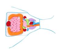 ORFOFE 3D Human Organs Apron, Educational Early Learning, Cognitive Human Internal Organs Teaching Aid Apron for Kindergarten and Development