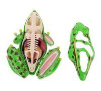 ORFOFE 4D Frog Anatomy Model Kit for Kids Educational Dissection Toy for Biology Class and Interactive Science Exploration