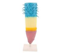 ORFOFE Corn Root Profile Model Longitudinal Section Plant Anatomy Display Educational Tool for Biology Teaching Science Experiments Classroom Use and Portable