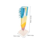 ORFOFE High-precision Corn Root Structure Model for Biology Teaching Longitudinal Plant Anatomy Study Tool Educational Botanical Demonstration for Classroom Science Experiments and