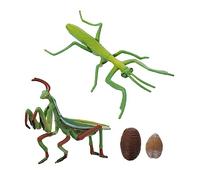ORFOFE Realistic Mantis Life Cycle for Early Education Model Interactive Insect Figurine for Storytelling Nature Cognition Preschool Learning and Creative Play