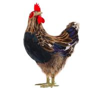 ORFOFE Simulation Hen Ornament Realistic Chicken Decor 8.27In Small Animal Sculpture for Garden Lawn Yard and Home Display