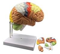 ORGAN MODEL 2X Magnification Human Brain Anatomical Model, Detachable Midsection Anterior Lobe Brainstem For Teaching Models