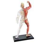 Organ Model 4D Visual Human Muscle and Skeleton Removable with 45 Detachable Organs Body Parts