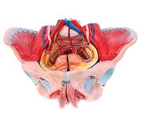 Organ Model, Anatomical Model Of Female Pelvis With Removable, Anatomical Organs, Skeletal Model Of Female Pelvis, 4 Pieces, Natural Size.