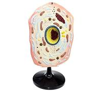 Organ model Animal Cell Plant Microscopic Specimens Magnified Anatomy Model For Study Display Teaching Model anatomical