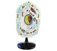 Organ model Animal Cell Plant Microscopic Specimens Magnified Anatomy Model For Study Display Teaching Model anatomical