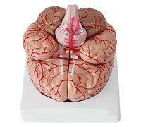 ORGAN MODEL Human Brain Model, 1:1 Brain Anatomy Model,with 9 Detachable Parts & Base & 41 Location Identification Anatomical Brain Nerve Model