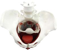 Organ Model Life Size Female Pelvis Model - Female Pelvis Skeleton Model - Anatomy Model - Anatomy - Colourful Anatomy Model with Pelvic Floor Muscles