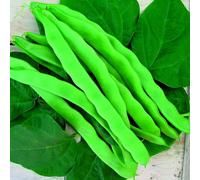 Organic Bean Climbing French Helda Seeds High Yield Flat Pod Variety Delicious Flavour Easy to Grow Trellis or Pole Support 1x seed packet by Thompson and Morgan
