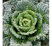 Organic Cabbage Westland Wells Productive Traditional Variety Producing Firm Flavourful Heads Excellent for Cooking Storage and Salads Reliable Organic Crop 1x Seed Packet by Thompson and Morgan