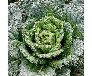 Organic Cabbage Westland Wells Productive Traditional Variety Producing Firm Flavourful Heads Excellent for Cooking Storage and Salads Reliable Organic Crop 1x Seed Packet by Thompson and Morgan