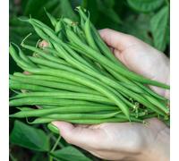 Organic Faraday Dwarf French Bush Bean Seeds - High Yield Tender Stringless Pods. Easy Grow. Thompson & Morgan