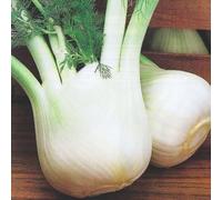 Organic Fennel Romanesco Seeds - Aromatic Bulbing Fennel with Sweet Aniseed Flavour Ideal for Salads Roasting and Cooking Easy-to-Grow Organic Variety 1x Seed Packet by Thompson and Morgan