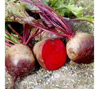 Organic Gesche Beetroot Seeds - Sweet Smooth Deep Red Roots For Salads Roasting Cooking - Easy Grow Home Garden Thompson & Morgan