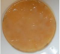 Organic Kombucha SCOBY - Various Sizes (10cm / 4 inches)