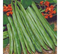 Organic Lady Di Runner Bean Seeds - Stringless Scarlet Flowers High Yield Long Harvest Easy Grow Thompson & Morgan