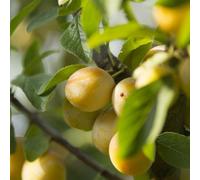 Organic Mirabelle de Nancy 1 x Bare Root Tree - Sweet Yellow French Plums from September - Thompson & Morgan
