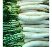 Organic Mooli Radish Minowase White Root - Fast Growing, Mild Flavour, Salad & Cooking - Thompson & Morgan 1X Seed Packet