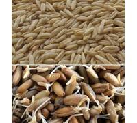 Organic Oat Groats Breakfast Sprouts 10g Microgreens